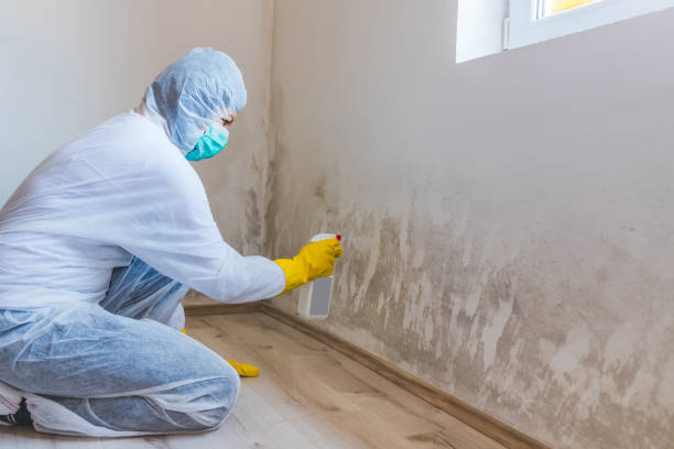 DIY Mold Remediation